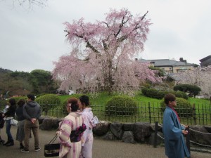 20170407maruyamakouen05
